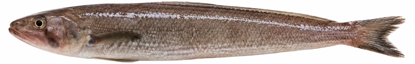 Lizardfish, Saurida spp.