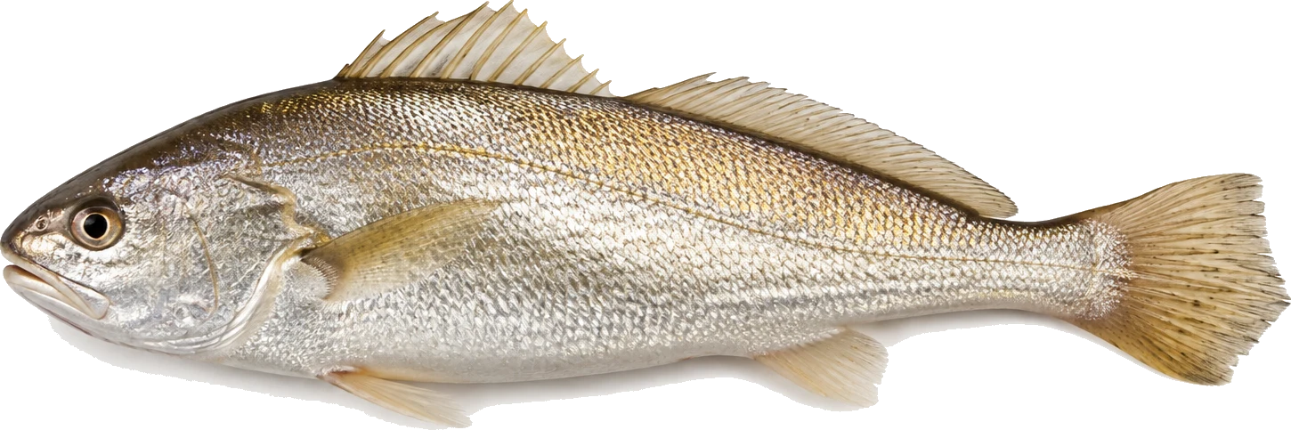 Croaker, Pennahia spp.