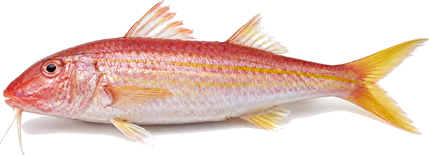 Goatfish, Upeneus spp.